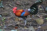 Red Junglefowl